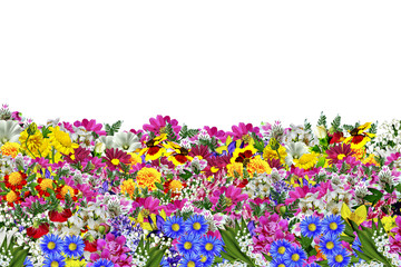 flowers isolated on white background