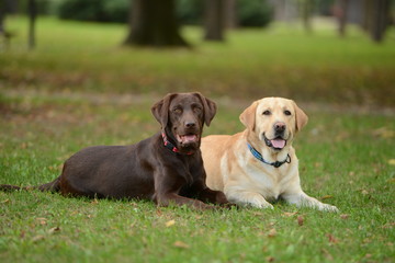 Two labradors in the park