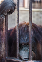 Oranguntan in a cage 02