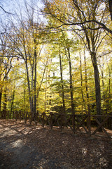 autumn and landscape