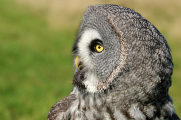 Great gray owl portrait