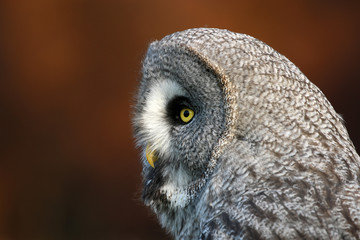 Obraz premium Great gray owl portrait