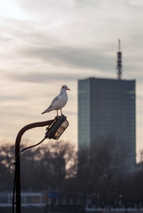 Seagull on lamppost