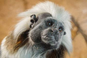Cotton-top tamarin face detail view