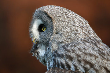 Great gray owl portrait