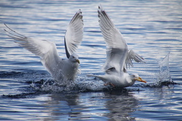 Norway Seagull 2 - obrazy, fototapety, plakaty
