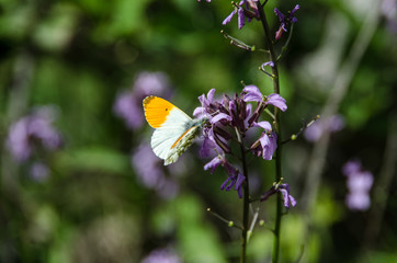 MARIPOSA