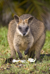 Naklejka na ściany i meble swamp wallaby in Queensland, Australia.