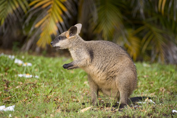 Naklejka na ściany i meble swamp wallaby in far north Queensland, Australia.