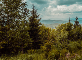 Summer landscape in the Carpathian mountains