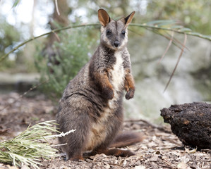  brushed tailed rock wallaby, Australia.