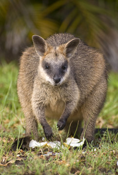  swamp wallaby in Queensland, Australia.