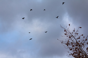 Silhouettes of birds on the background of a stormy sky