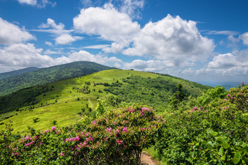 The amazing landscape of the Roan Mountain balds along the Appalachian Trail on the border of North Carolina and Tennessee in the summer. - 96405992