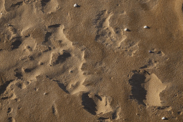 sand texture