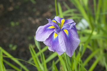 Japanese iris in bloom