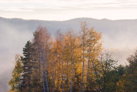 Fototapeta Forest tree, Early morning magic sunset