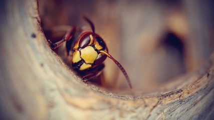 Portrait of a big wasp - a hornet - obrazy, fototapety, plakaty