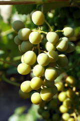 Bunches of green grape on plantation closeup