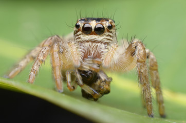 spider
