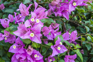 Focus of purple bougainvillea flower