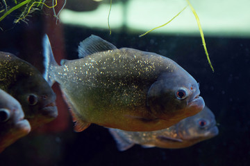 Underwater world - exotic fish in an aquarium