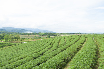 Fototapeta na wymiar Tea tree farm