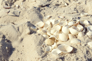Fototapeta na wymiar Seashells on dry sand closeup