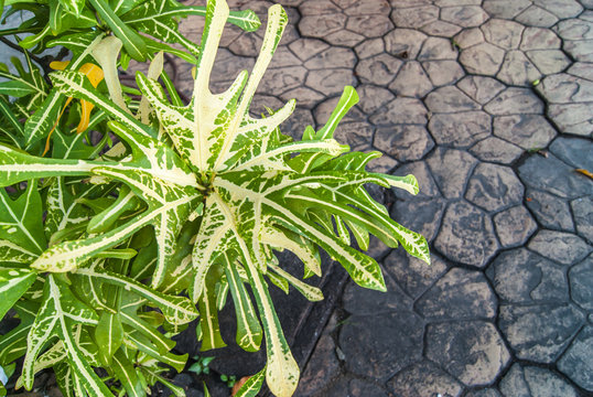 green plants with gold color at stone blook floor