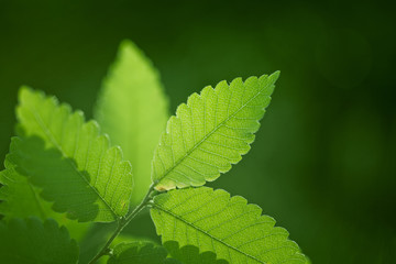 Fresh green leaves background