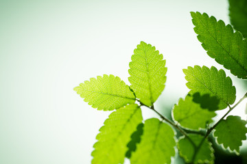 Fresh green leaves background