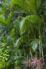 Lush green jungle background - 96409750