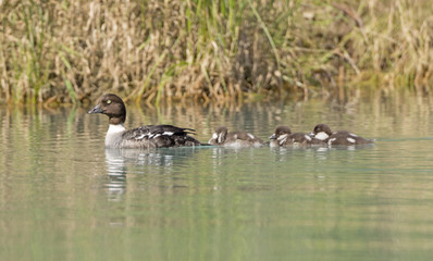 Barrow's Goldeneye Mother and Ducklings