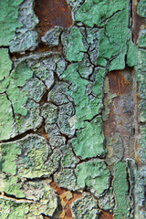 Old painted wooden background