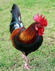 male bantam