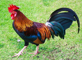 Bantam poultry beautiful bright colors.