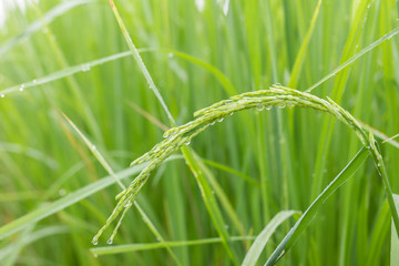 Rice spike