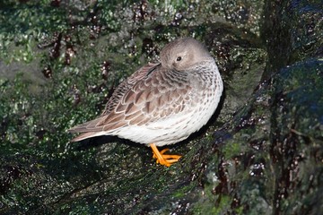 Purple Sandpiper (Calidris maritima)