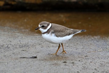 Semipalmated Plover (Charadrius semipalmatus)
