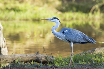 Grey Heron in Kruger National park