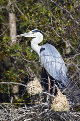 Fototapeta premium Grey Heron in Kruger National park