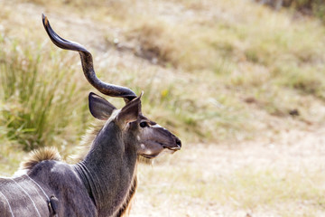 in Kruger National park