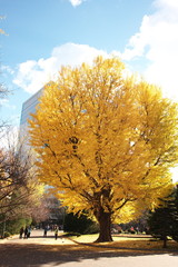 Fototapeta premium 都市公園の銀杏