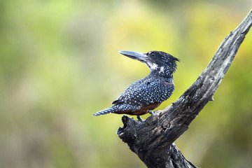 Fototapeta na wymiar African Giant kingfisher in Kruger National park