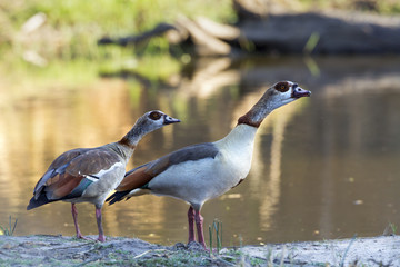 Egyptian Goose in Kruger National park