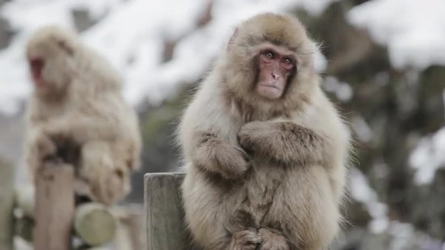 温泉猿　snow monkey