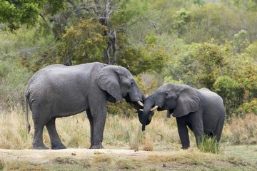 African bush elephant in Kruger National park