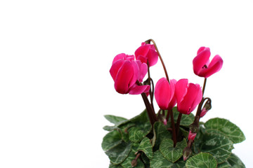pink cyclamen flowers in the white #2