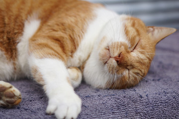 眠る茶猫