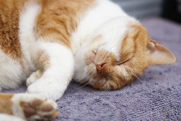 眠る茶猫